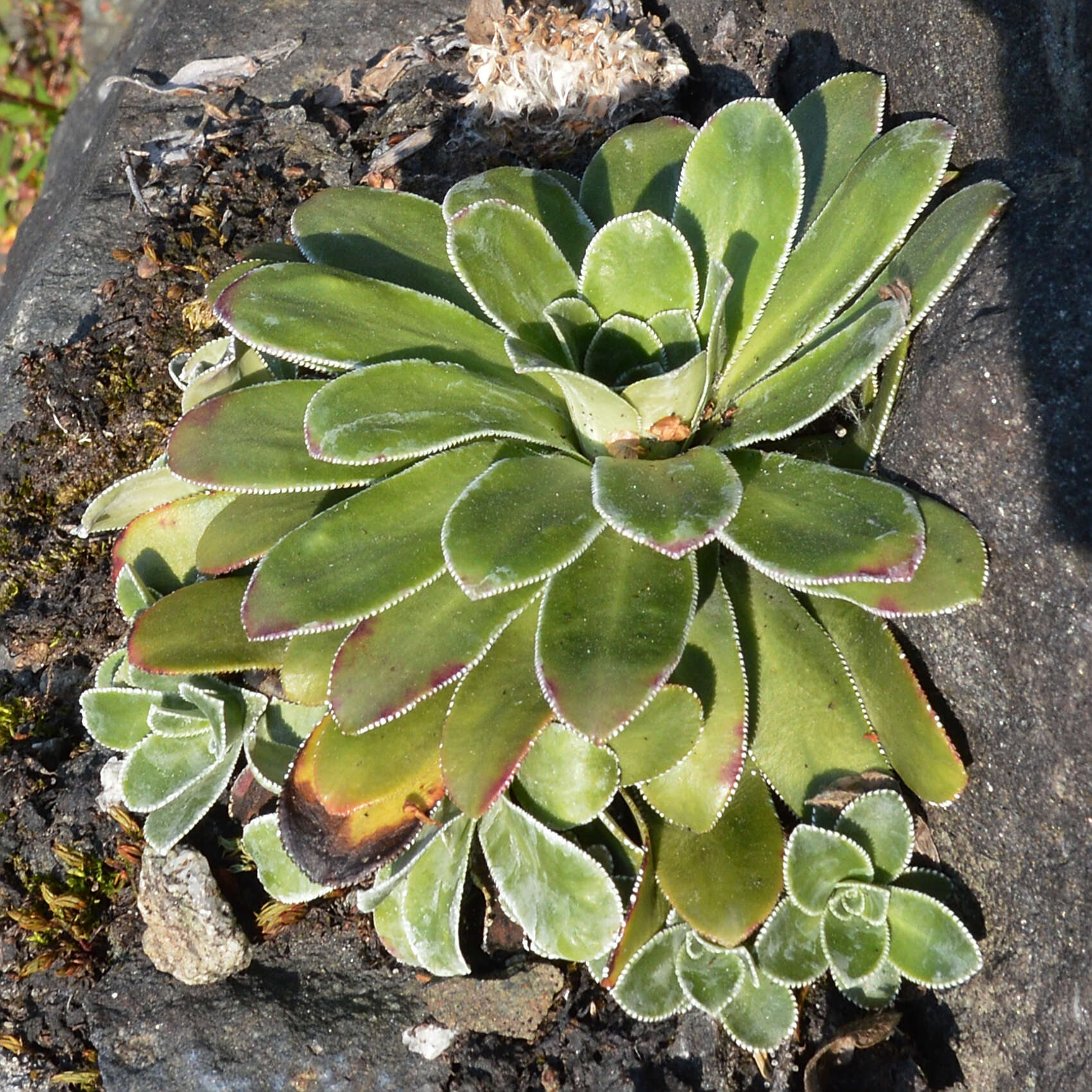 Image de Saxifraga cotyledon L.