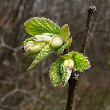 Imagem de Corylus maxima Mill.