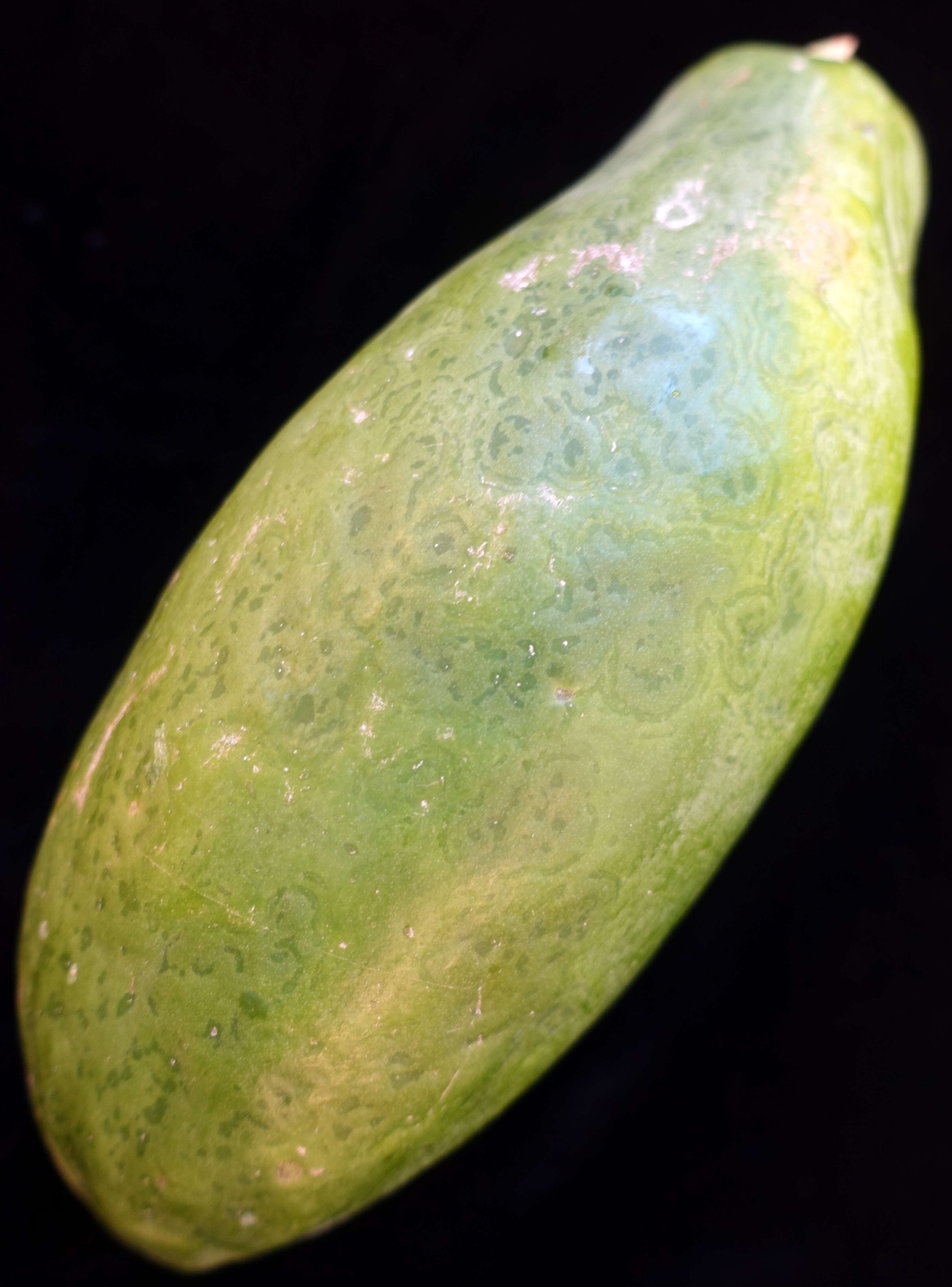 Image of Papaya ringspot virus