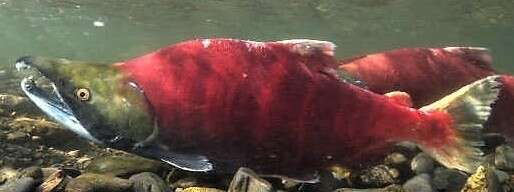 Image of Sockey Salmon