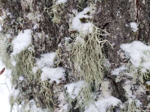 Image of farinose cartilage lichen