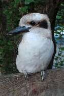 Image of Kookaburra