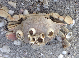 Image of turtle barnacle