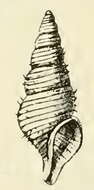 Image of Turrisipho lachesis (Mörch 1869)