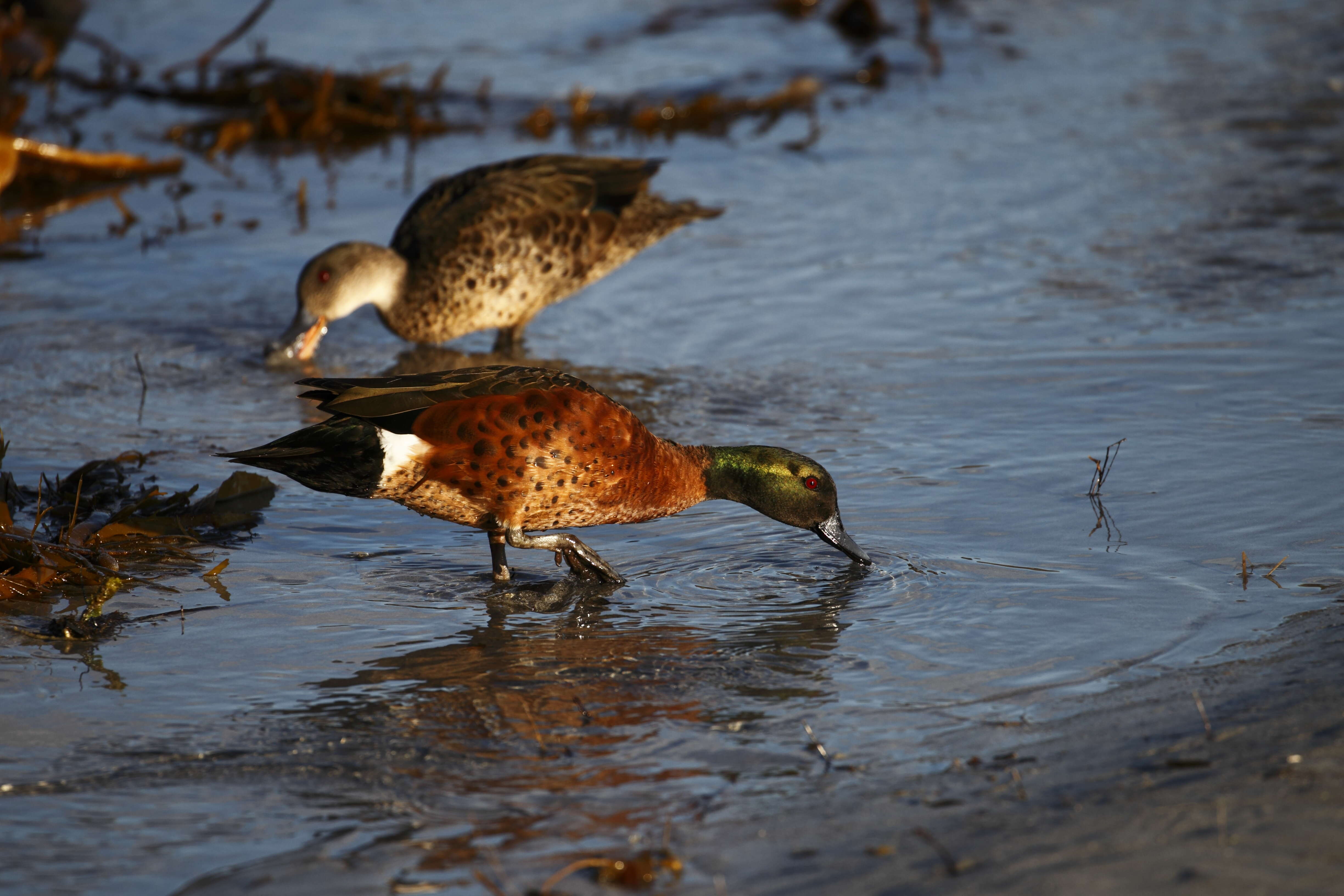 Image of Chestnut Teal