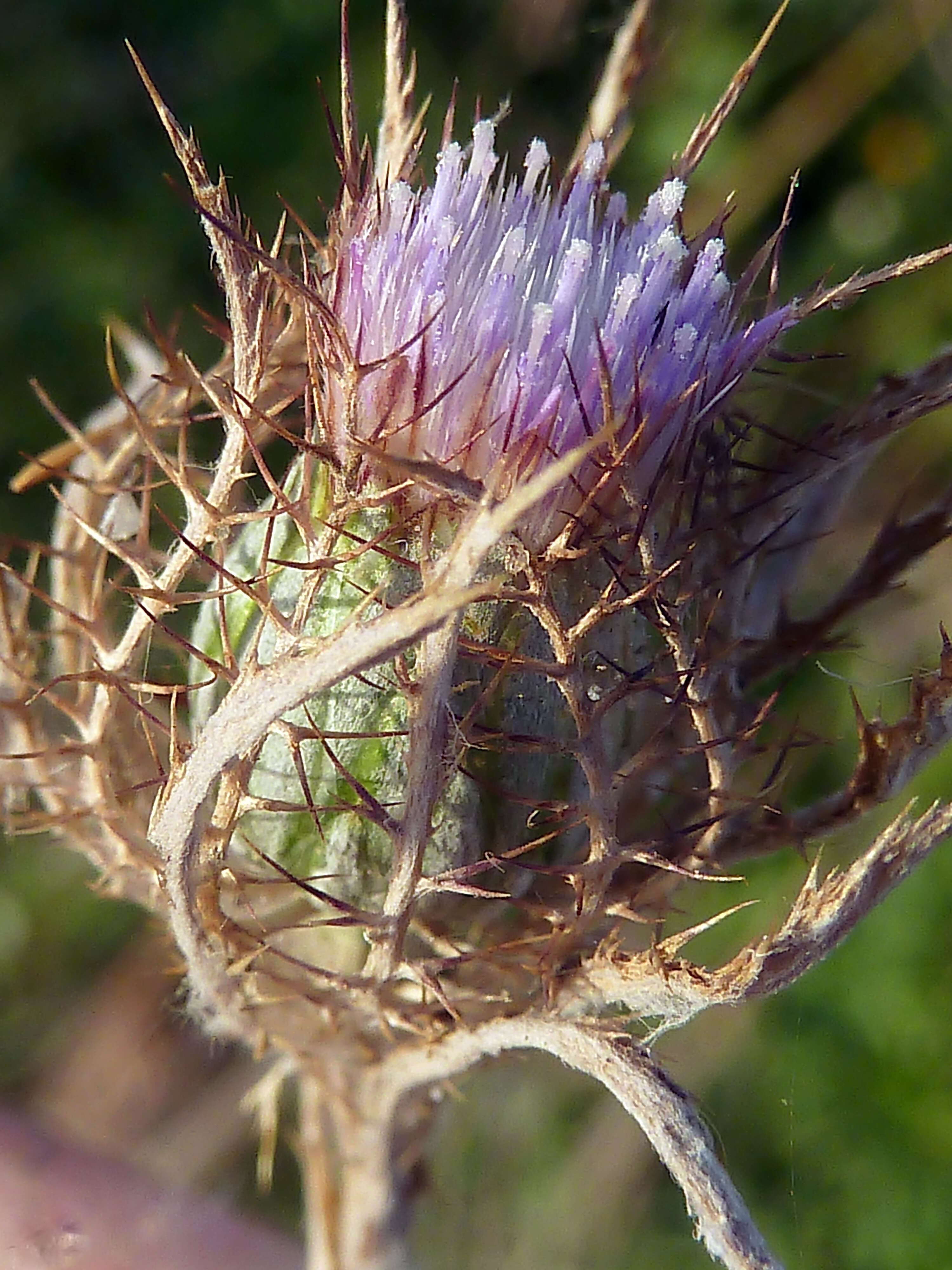 Image of Cage thistle