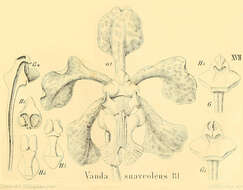 Image of Orchid