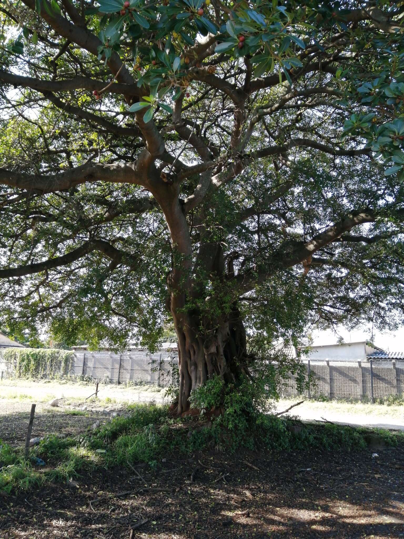 Image of Bark Cloth Fig