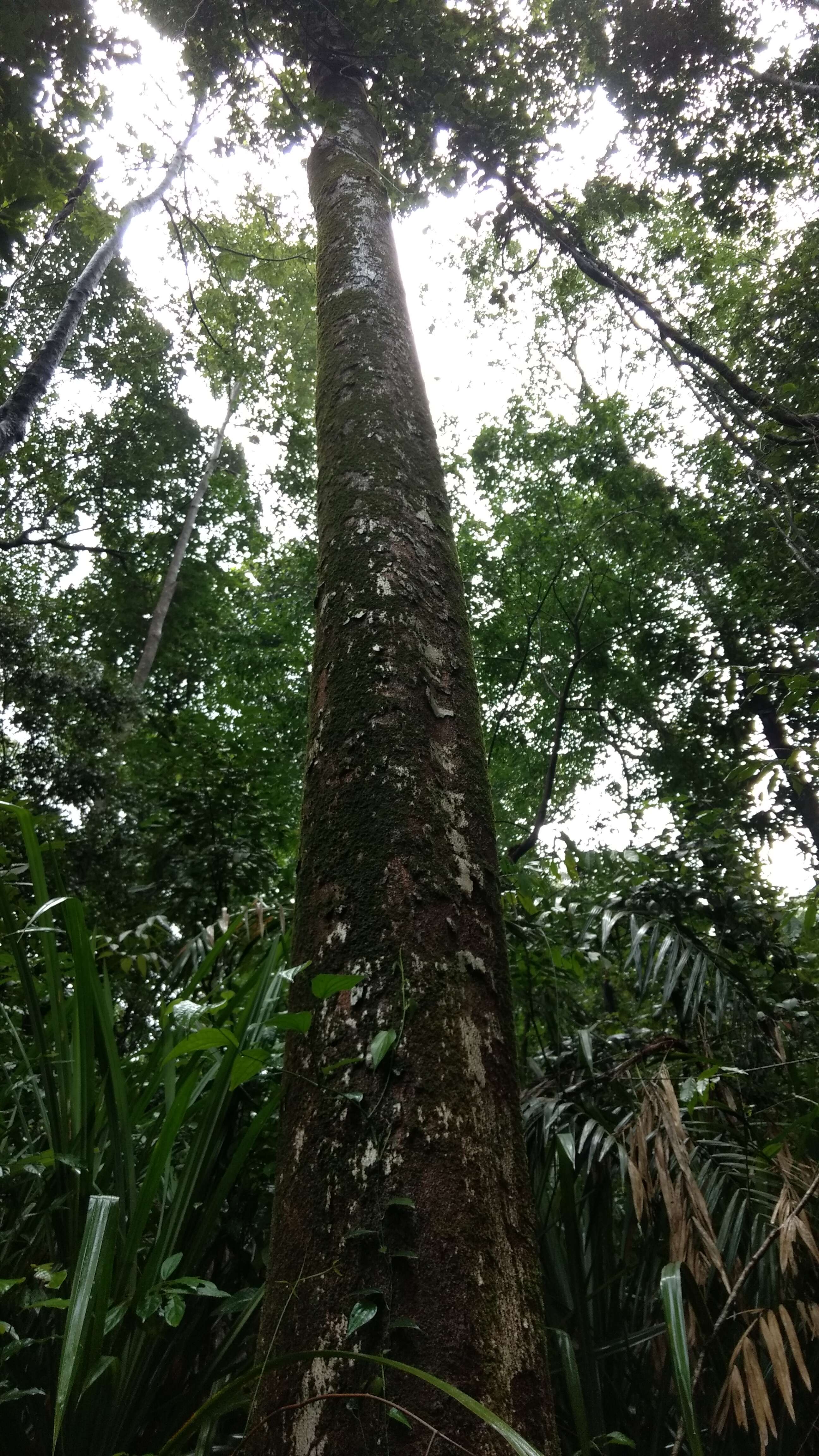 Imagem de Dipterocarpus indicus Beddome