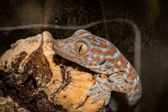 Image of Tokay Gecko