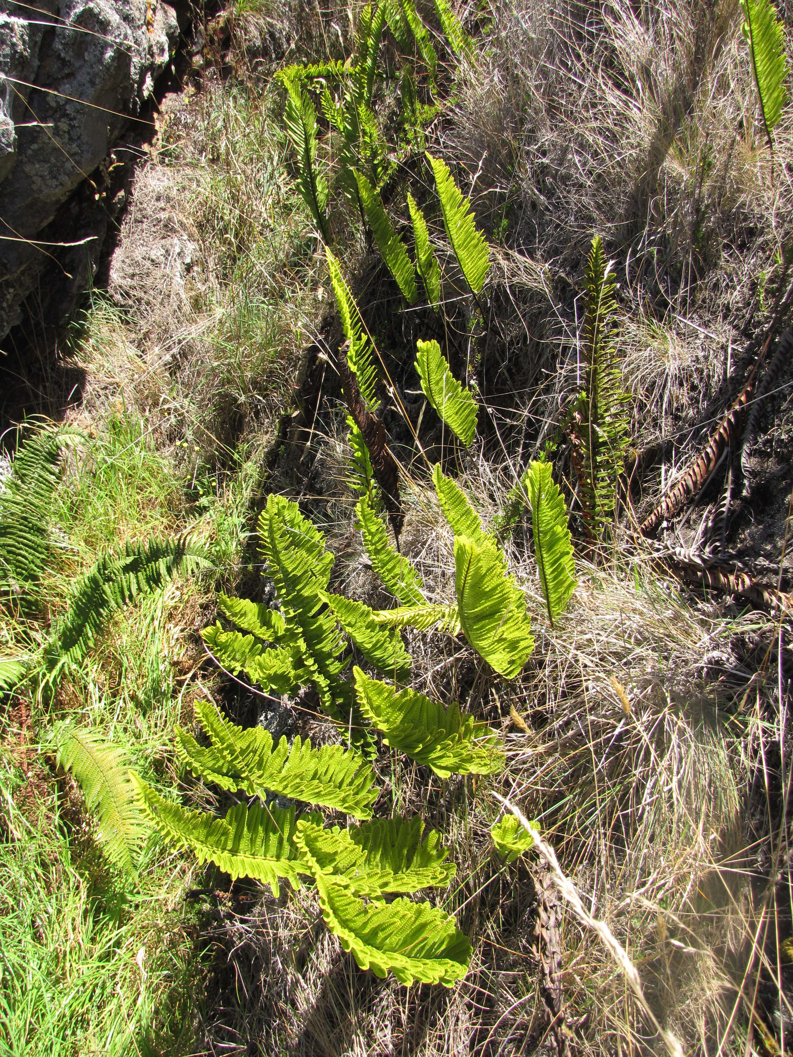 Image de Polypodium pellucidum Kaulf.