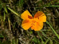 Image of California poppy