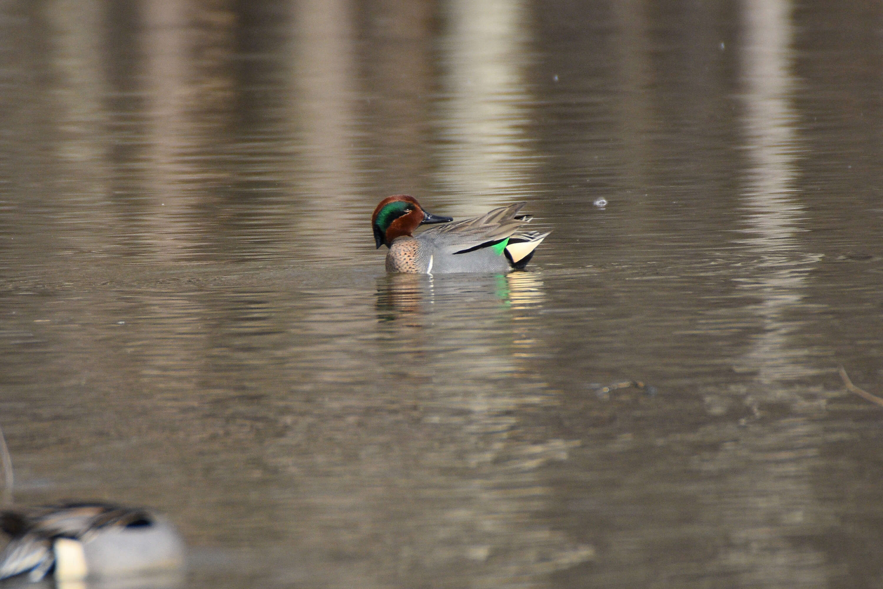 Image of Green-winged Teal