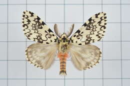 Image of Lymantria concolor Walker 1855