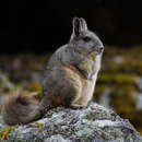 Image of Northern Mountain Viscacha