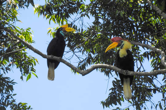 Image of Knobbed Hornbill