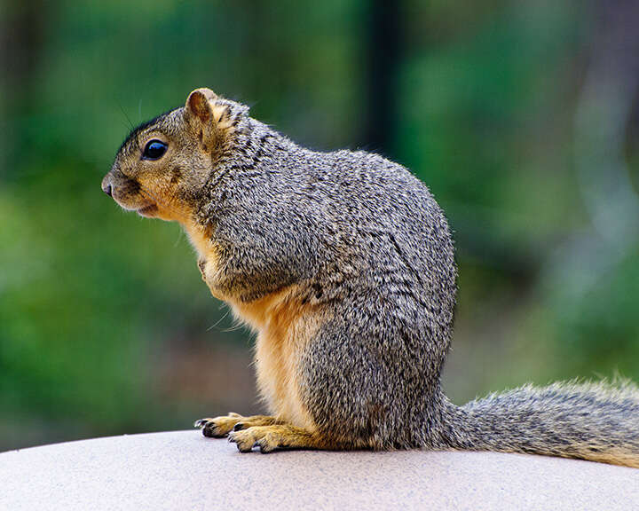 Image of Sciurus subgen. Sciurus Linnaeus 1758