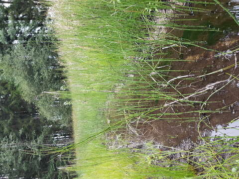 Image of Water Horsetail