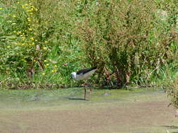 Image of Black-winged Stilt