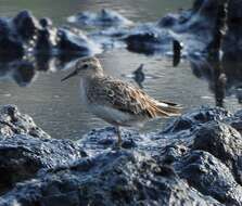 Image of Long-toed Stint