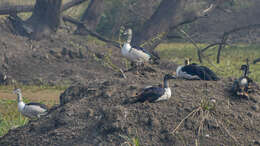 Image de Canard sylvicole