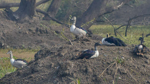 Image of American Comb Duck