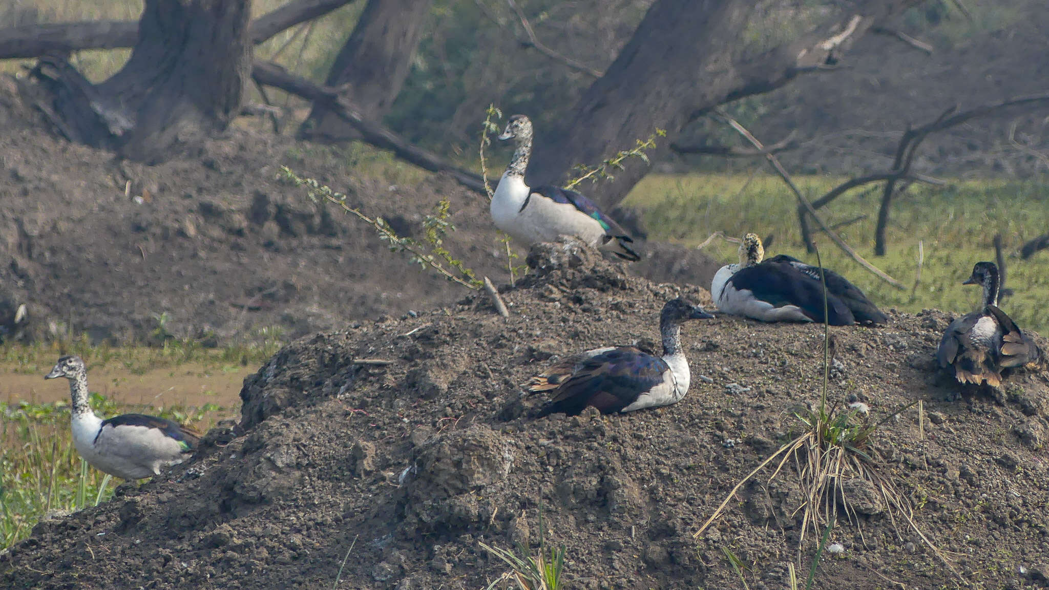 Image de Canard sylvicole