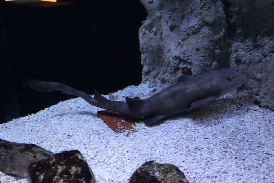 Image of Bluespotted Bamboo Shark