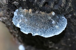 Image of <i>Postia caesia</i>