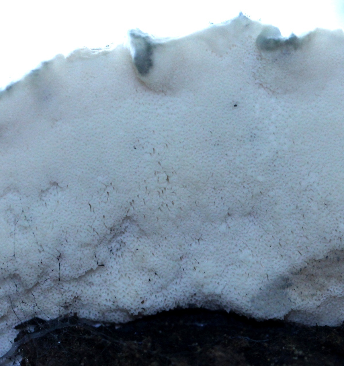 Image of <i>Postia caesia</i>