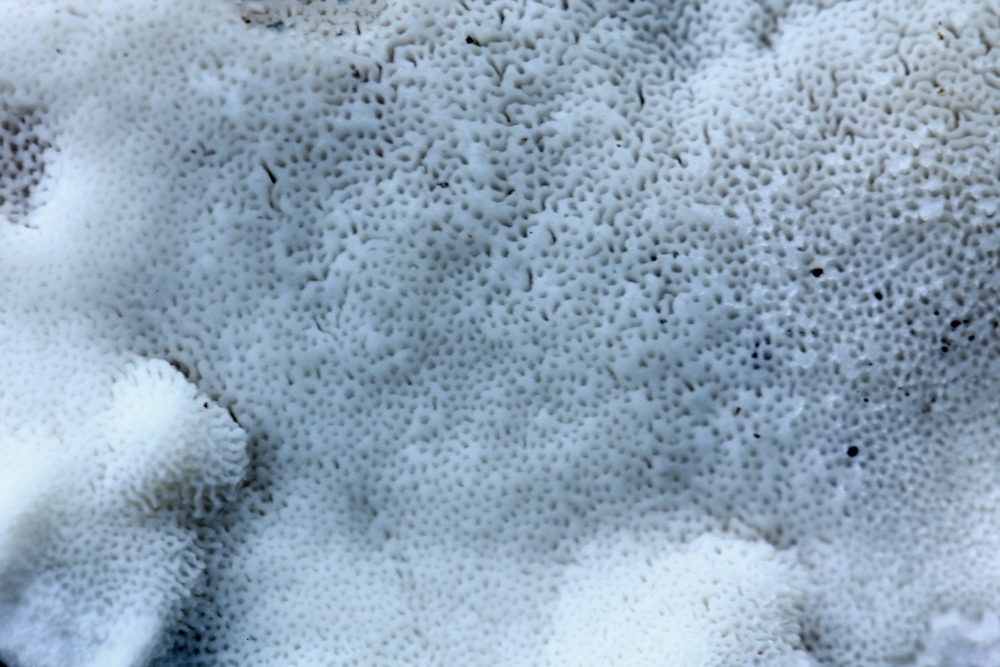 Image of <i>Postia caesia</i>
