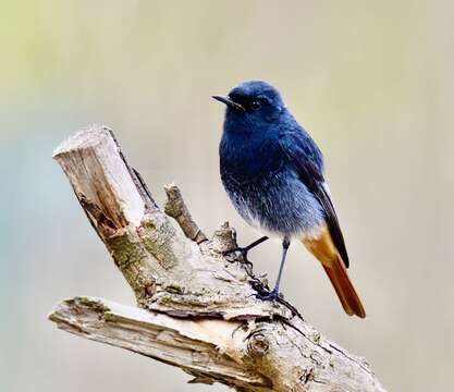 Image of Black Redstart