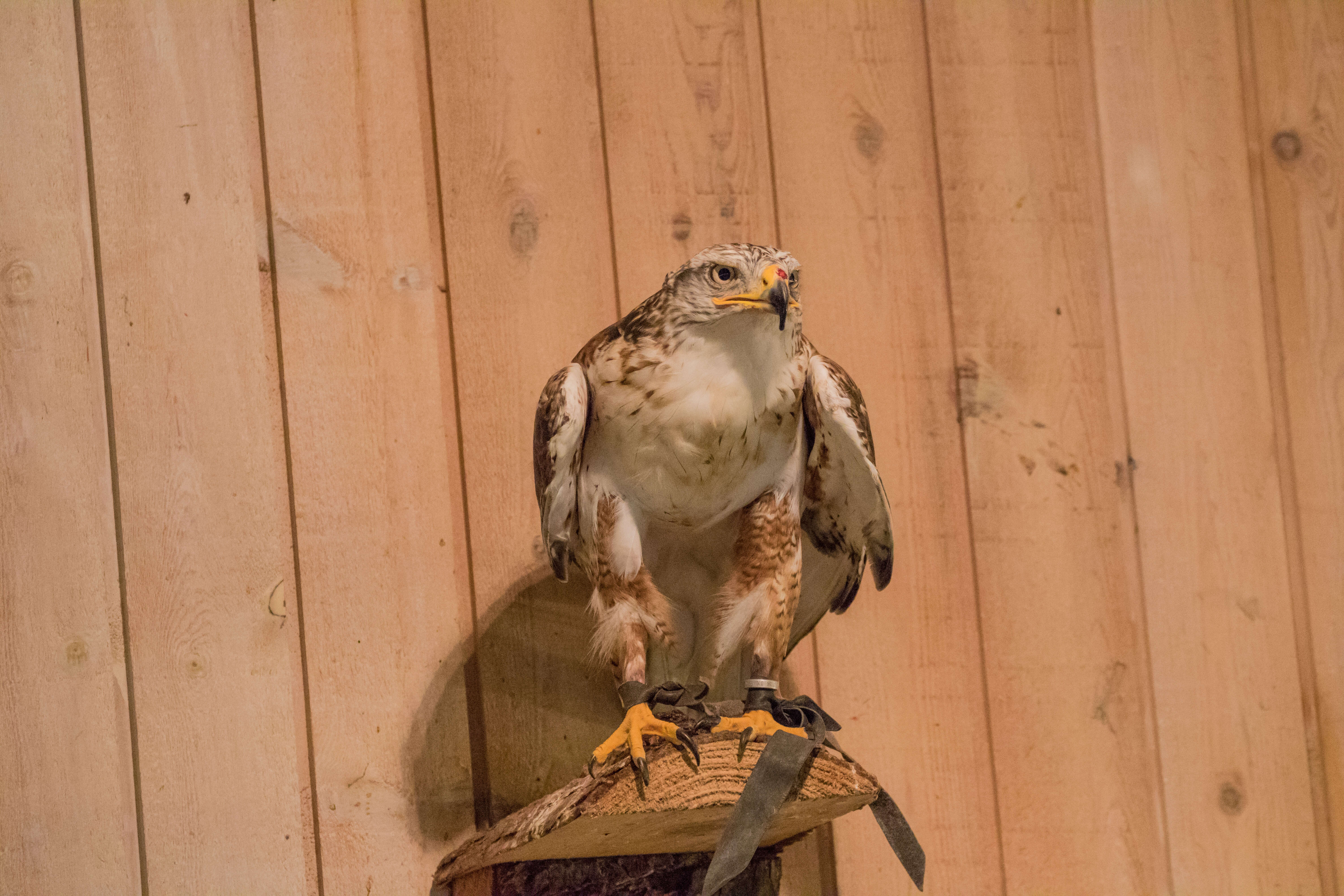 Image of Common Buzzard