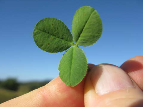 Image of Kenya clover