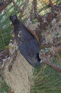 Image of White-browed Nuthatch