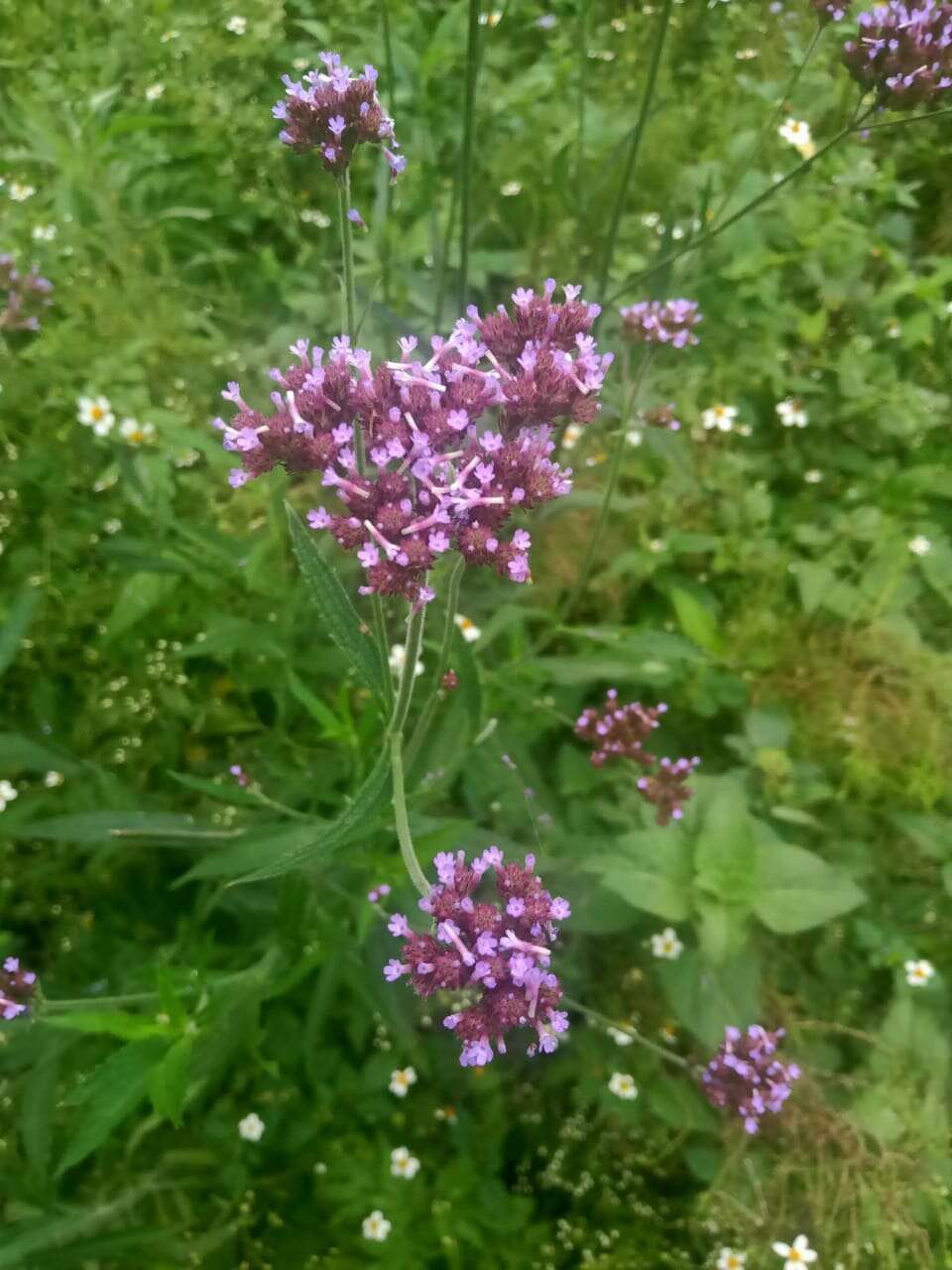 Image of vervain