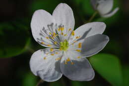 Image of Rue-Anemone