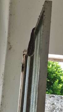 Image of Central American Boa