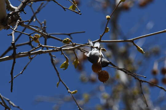 Image of gnatcatchers