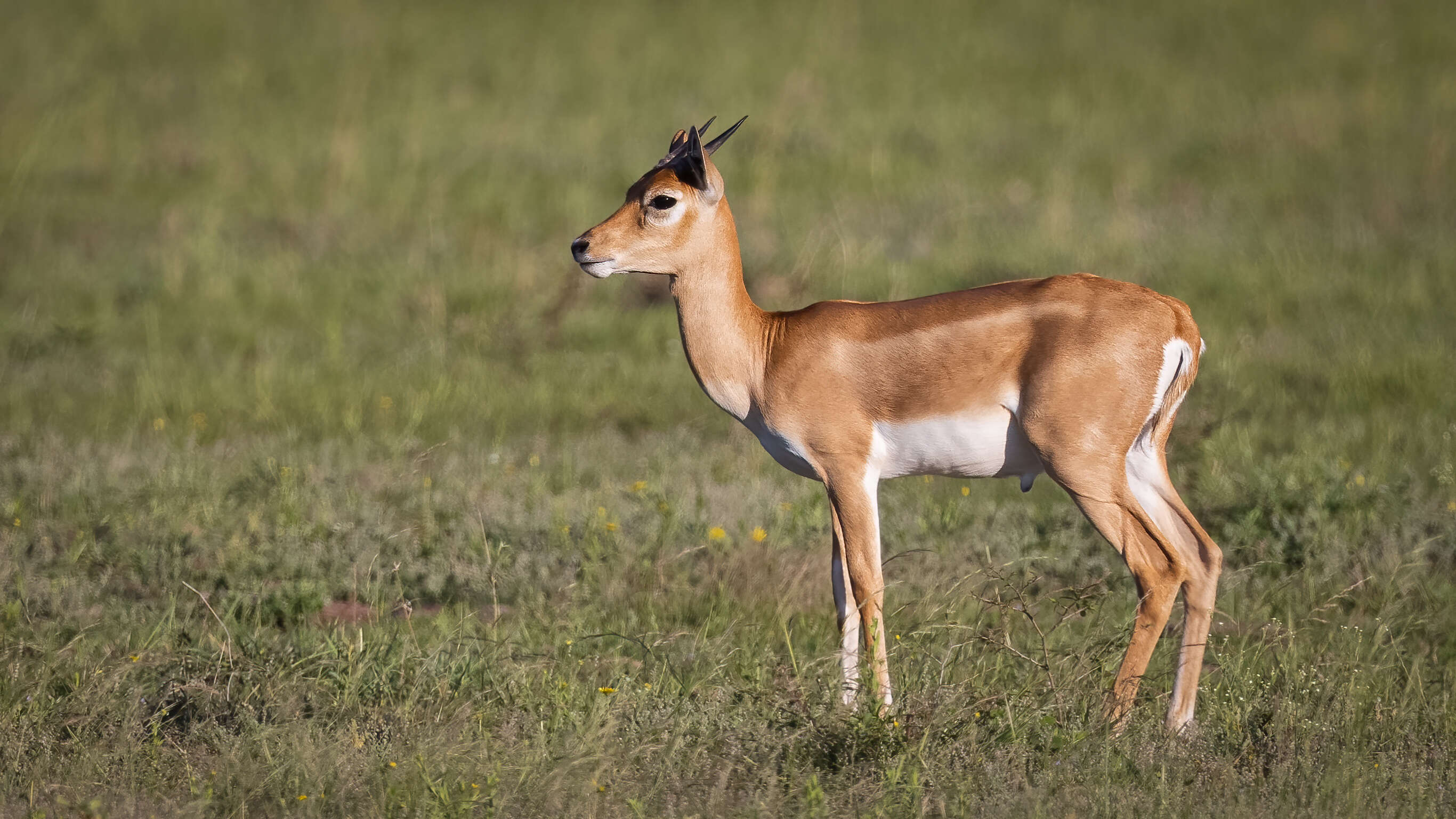 Image of Blackbuck