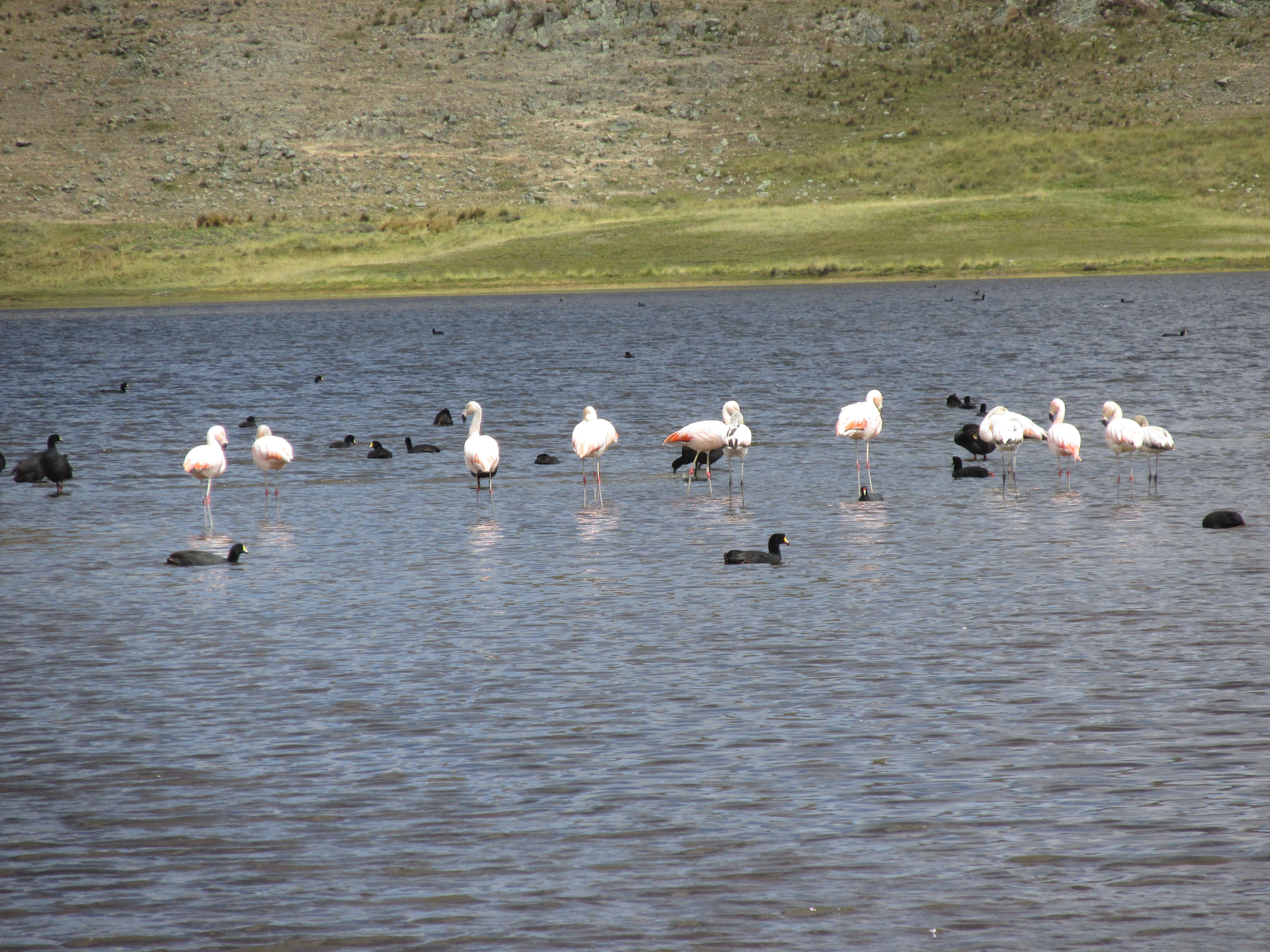 Imagem de Phoenicopterus chilensis Molina 1782