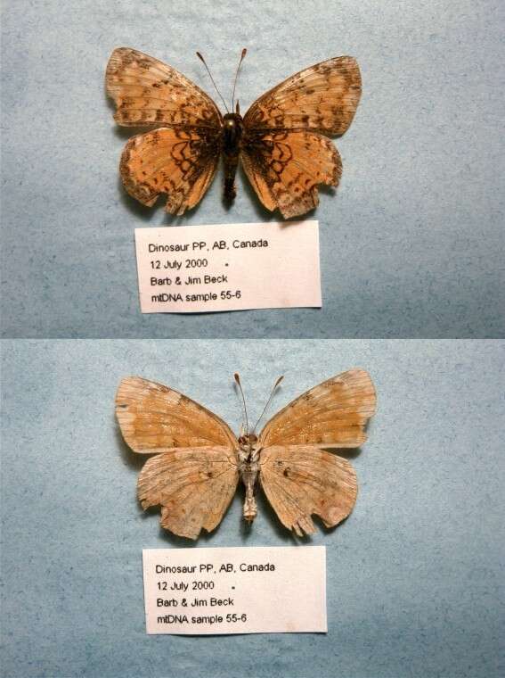 Image of Phyciodes cocyta