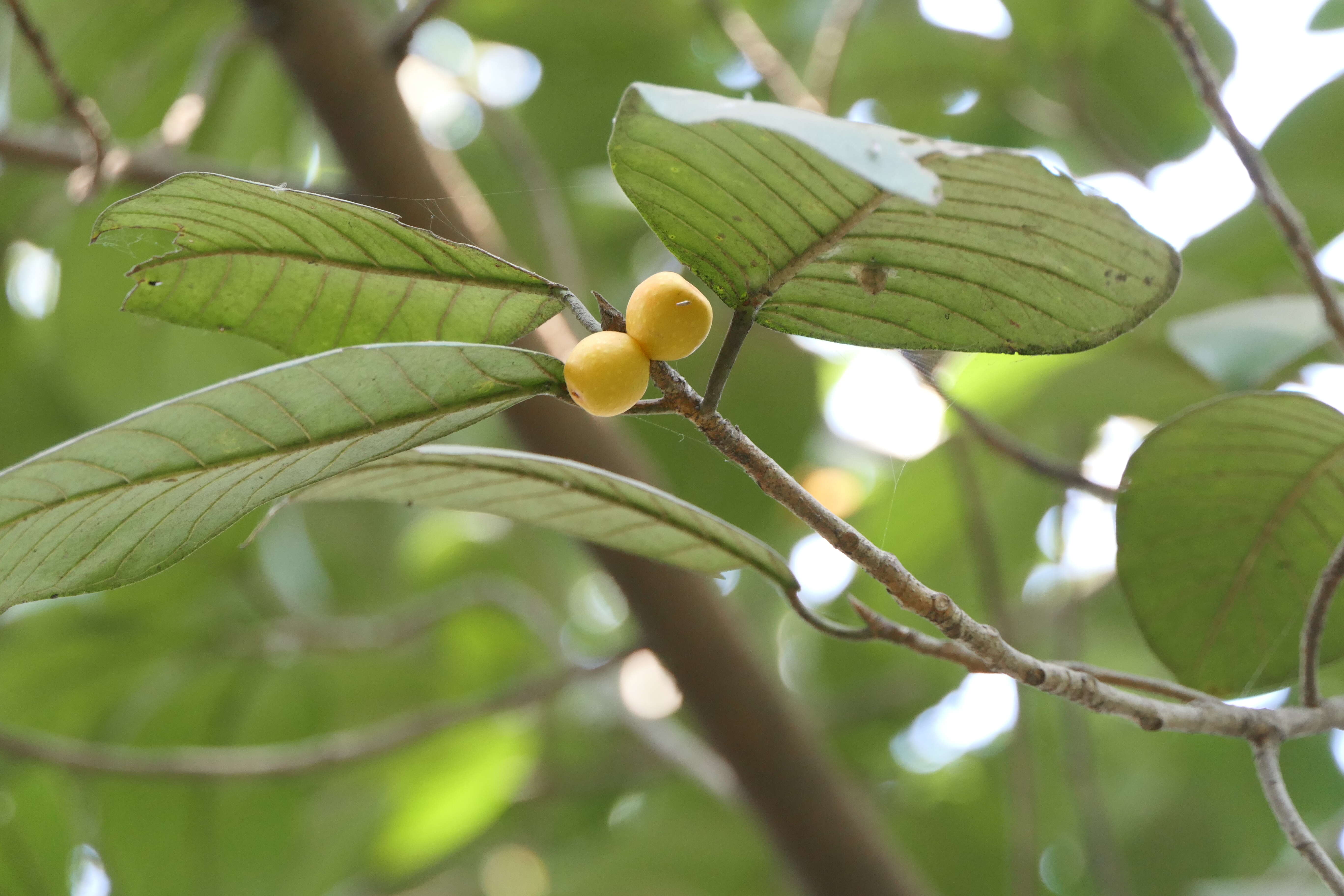 Image of brown-woolly fig