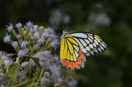 Image of Common Jezebel