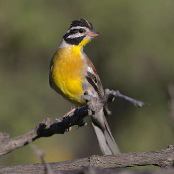 Imagem de Emberiza flaviventris Stephens 1815