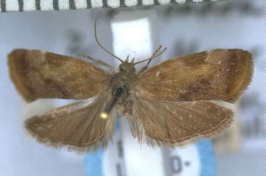 Image of Asterivora iochondra Meyrick 1911