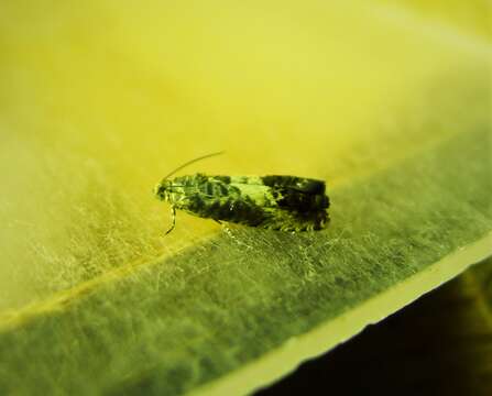 Image of Chestnut leaf roller