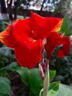 Image of canna lilies