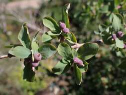 Image of Lonicera pyrenaica L.