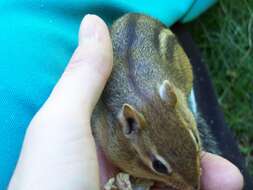 Image of Siberian Chipmunk